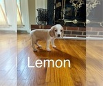 Puppy Lemon Beagle