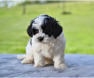 ShihPoo Puppy for sale in MILLERSBURG, OH, USA