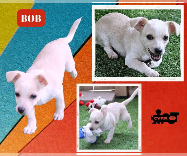 Medium Photo #1 Dachshund-Unknown Mix Puppy For Sale in Lindsay, CA, USA