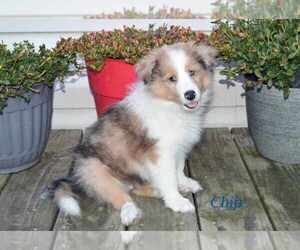 Shetland Sheepdog Puppy for sale in UPPER TRACT, WV, USA