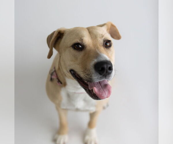 Medium Photo #10 American Pit Bull Terrier-Unknown Mix Puppy For Sale in Fargo, ND, USA