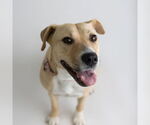 Small #9 American Pit Bull Terrier Mix