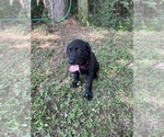 Small #1 Lab-Pointer