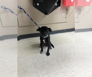 Labrador Retriever-Unknown Mix Dogs for adoption in Conroe, TX, USA