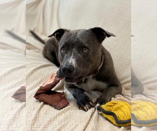 Medium Photo #11 American Pit Bull Terrier Puppy For Sale in Spring Lake, NJ, USA