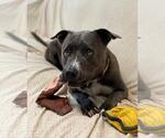 Small #10 American Pit Bull Terrier