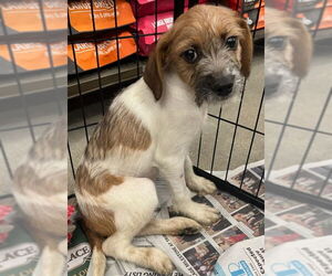Jack Russell Terrier-Unknown Mix Dogs for adoption in Royal Palm Beach, FL, USA