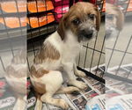Small Jack Russell Terrier Mix