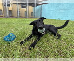 Small Photo #2 Mutt Puppy For Sale in Imlay City, MI, USA