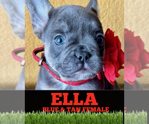 French Bulldog Puppy for sale in ORLANDO, FL, USA