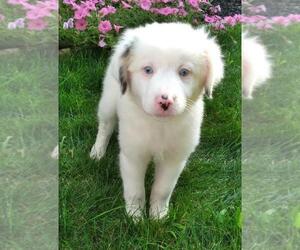 Border Collie-Miniature Australian Shepherd Mix Puppy for sale in FREDERICKSBG, OH, USA