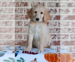 Puppy Red Girl Ruby Goldendoodle