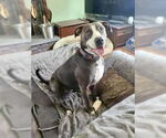 Small #7 American Pit Bull Terrier-Labrador Retriever Mix