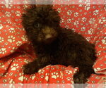 Small #1 F2 Aussiedoodle