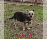 Small #11 Mutt