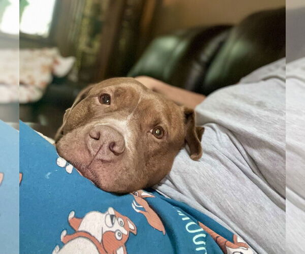 Medium Photo #9 Mutt Puppy For Sale in Mount Laurel, NJ, USA