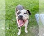 Small #1 American Pit Bull Terrier