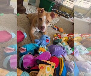 Mutt Dogs for adoption in Murfreesboro, NC, USA