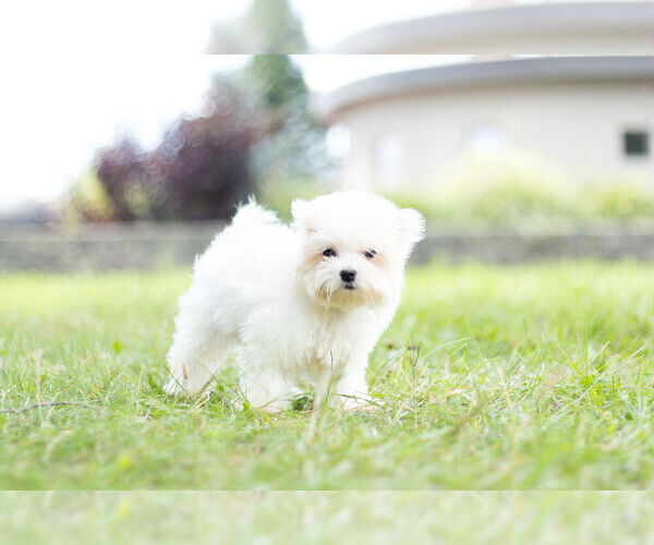 Medium Photo #10 Maltese Puppy For Sale in WARSAW, IN, USA