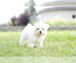 Small Photo #10 Maltese Puppy For Sale in WARSAW, IN, USA