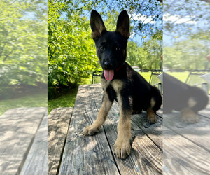 Medium German Shepherd Dog