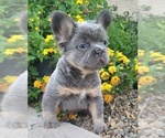 Small Photo #4 French Bulldog Puppy For Sale in LAS VEGAS, NV, USA