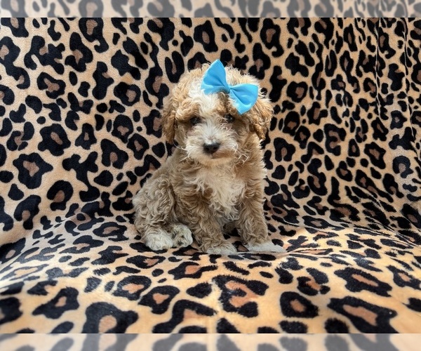 Medium Photo #6 Cockapoo (Miniature) Puppy For Sale in LAKELAND, FL, USA