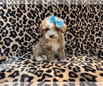 Small #5 Cockapoo (Miniature)