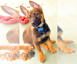 Belgian Malinois Puppy for sale in GLENDALE, AZ, USA