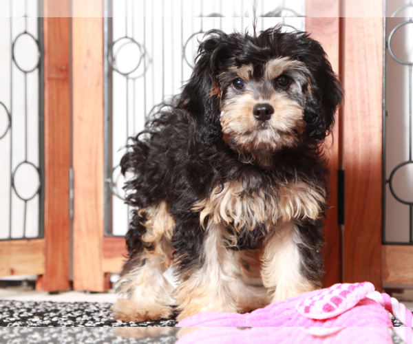 Medium Photo #3 Cavapoo Puppy For Sale in NAPLES, FL, USA