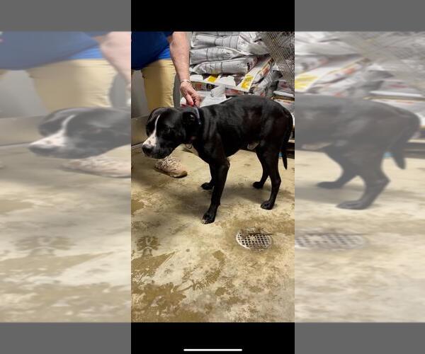 Medium Photo #2 American Staffordshire Terrier Puppy For Sale in Pierceton , IN, USA