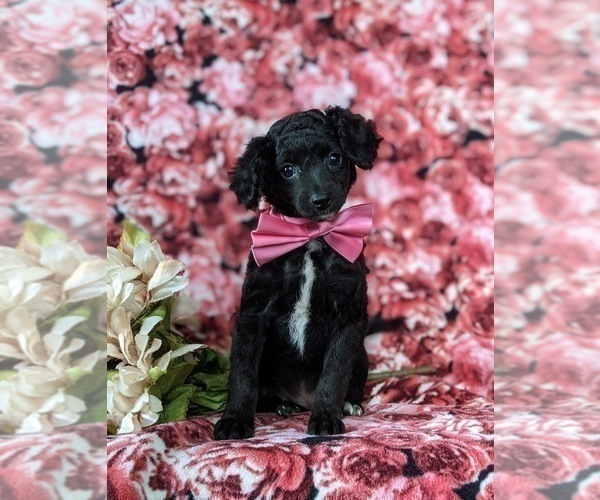Medium Photo #2 Bichpoo-Poodle (Miniature) Mix Puppy For Sale in NOTTINGHAM, PA, USA