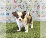Small Chihuahua