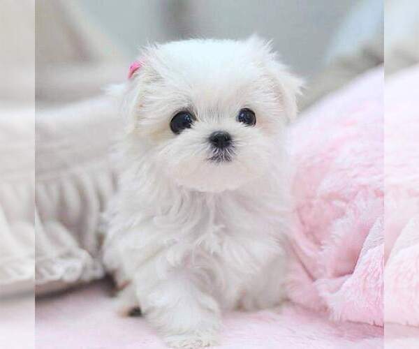 Medium Photo #5 Maltese Puppy For Sale in CLERMONT, FL, USA