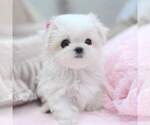 Small #4 Maltese