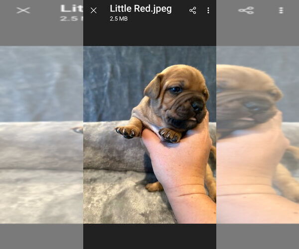 Medium Photo #4 French Bulldog-Unknown Mix Puppy For Sale in Lake Forest, CA, USA