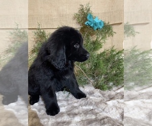 Newfoundland Puppy for sale in SPRING BRANCH, TX, USA