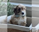 Small Photo #6 Aussiedoodle Miniature  Puppy For Sale in CENTRALIA, IL, USA