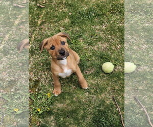 American Pit Bull Terrier-Bernese Mountain Dog Mix Dogs for adoption in Rockaway, NJ, USA