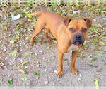 Small Boxer Mix