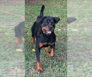 Rottweiler-Unknown Mix Dogs for adoption in Wetumpka, AL, USA