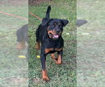 Small Rottweiler Mix