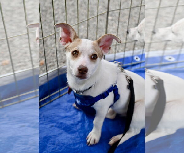 Medium Photo #2 Chiweenie Puppy For Sale in Wakefield, RI, USA