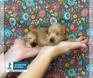 Schnoodle (Miniature) Dog for Adoption in WINNSBORO, Louisiana USA