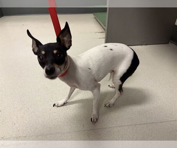 Medium Photo #1 Chihuahua Puppy For Sale in Corona, CA, USA