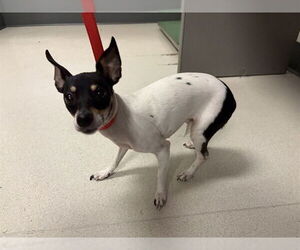 Chihuahua Dogs for adoption in Corona, CA, USA