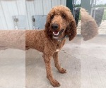 Small Poodle (Standard)