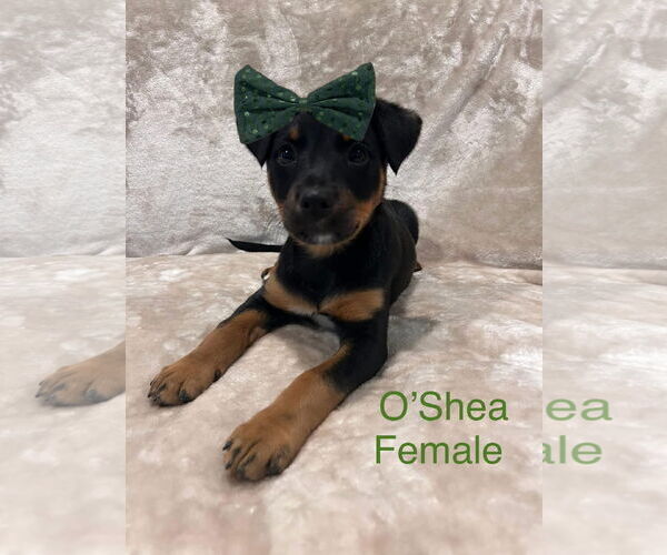 Medium Photo #1 Mutt Puppy For Sale in Jackson Township, NJ, USA