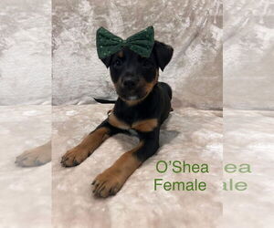 Mutt Dogs for adoption in Jackson Township, NJ, USA