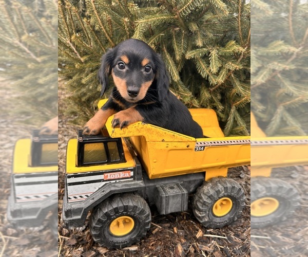Medium Photo #5 Dachshund Puppy For Sale in MIDDLEBURY, IN, USA